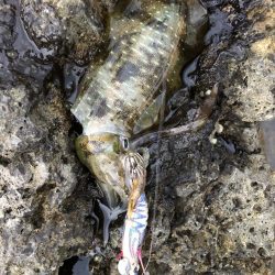 エギング　佐渡遠征①1日目