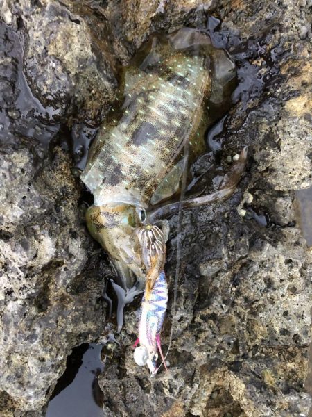 エギング　佐渡遠征①1日目