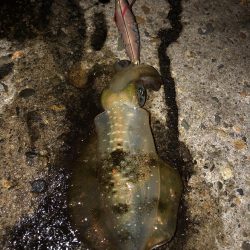 仕事帰りエギング①