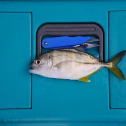 初秋のキス釣り