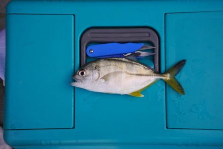 初秋のキス釣り