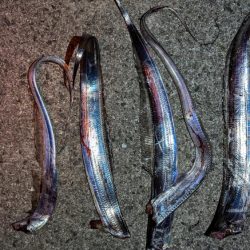 爆風の太刀魚釣り