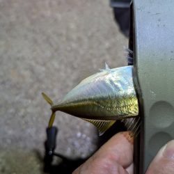 風を避けて何とかアジング