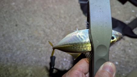 風を避けて何とかアジング