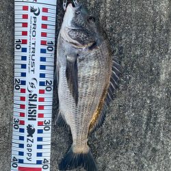 チヌトップはいつまで?