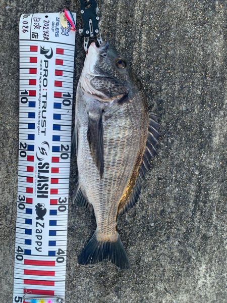 チヌトップはいつまで？