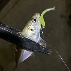 ダメか〜豆だわ!涙