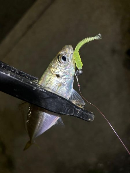 ダメか〜豆だわ!涙