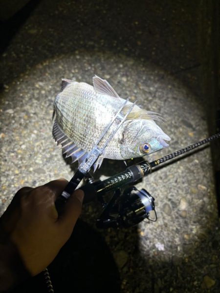 色々釣れるアジング