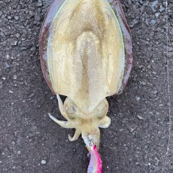 今週も新子調査!