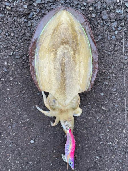 今週も新子調査!