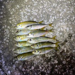 今日のアジさんは?