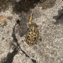 アオリの3日連続二桁