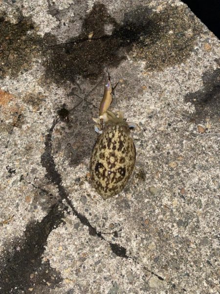 アオリの3日連続二桁