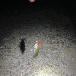 深夜アジング!