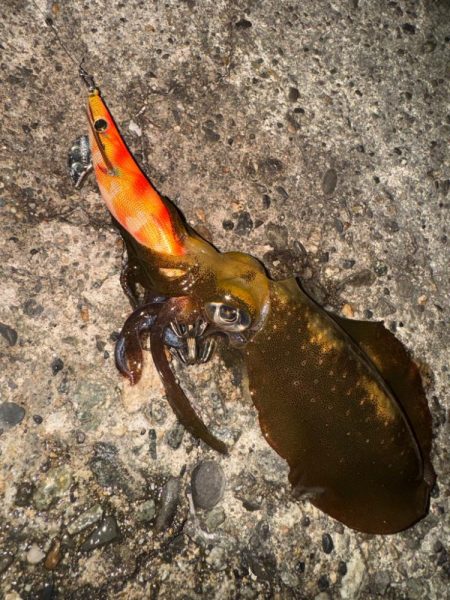 アオリイカ大きくなってきた