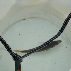 久しぶりの翼港