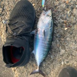 ソウダカツオ❓ スマカツオ❓