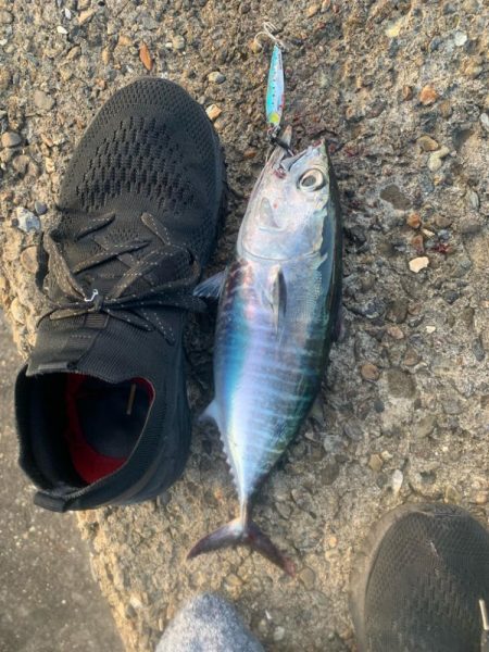 ソウダカツオ❓　スマカツオ&…