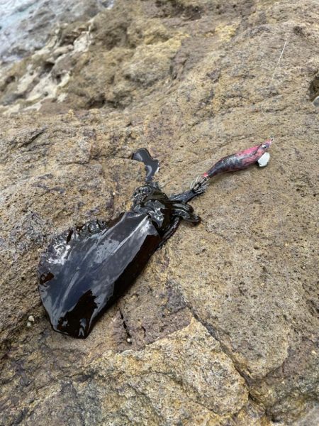 本格的にシーズンイン