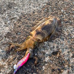 秋イカ食いたかったから!