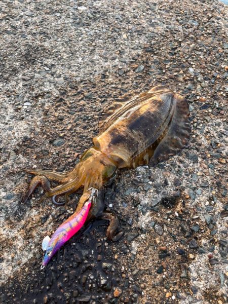 秋イカ食いたかったから!