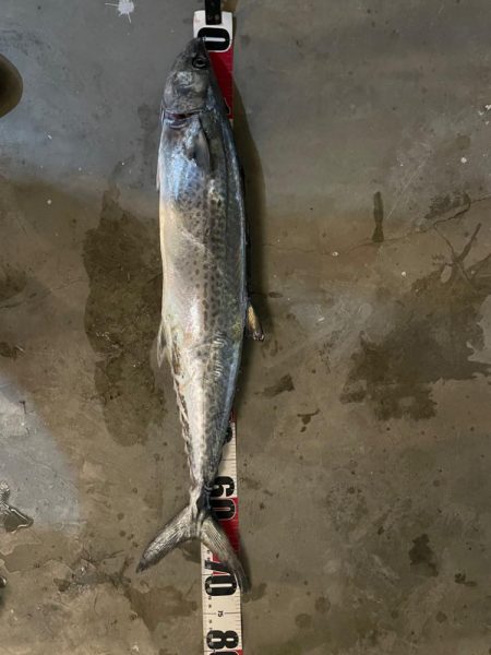 大阪湾太刀魚テンヤ