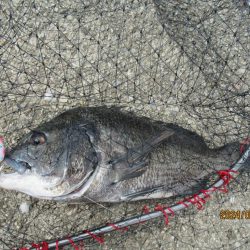 チヌトップ最盛期！