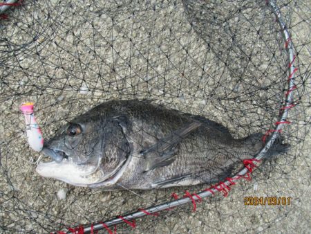 チヌトップ最盛期！