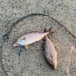 初魚種、初2本がけ！