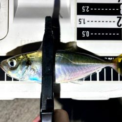 久しぶりのアジ！