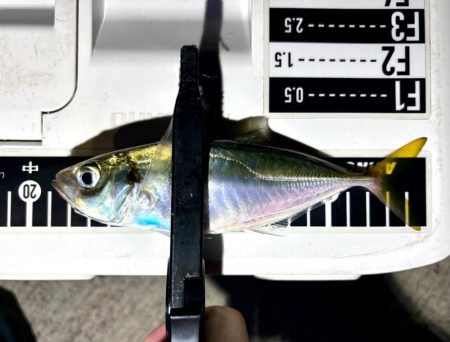 久しぶりのアジ！