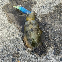 近場でエギング