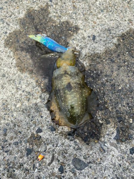 近場でエギング