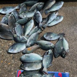 魚津港フカセ釣り