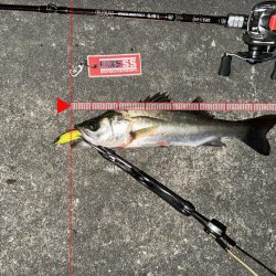 この時期特有のベイトパターンに合わせると無限バイトから怒涛の19キャッチ!