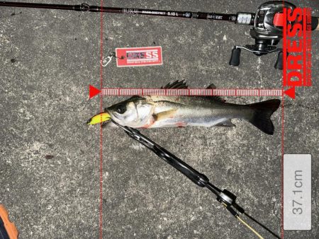 この時期特有のベイトパターンに合わせると無限バイトから怒涛の19キャッチ!