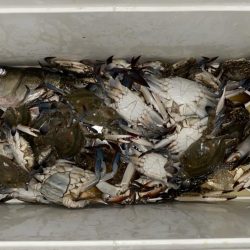 ボートシーバス