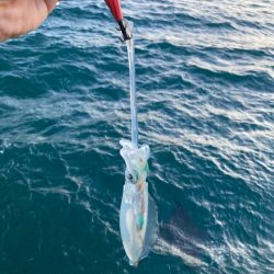 明石でエギング