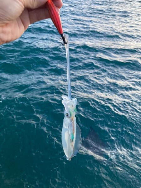 明石でエギング