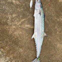 サワラは突然に!