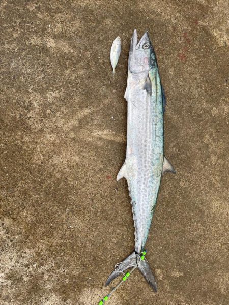 サワラは突然に!