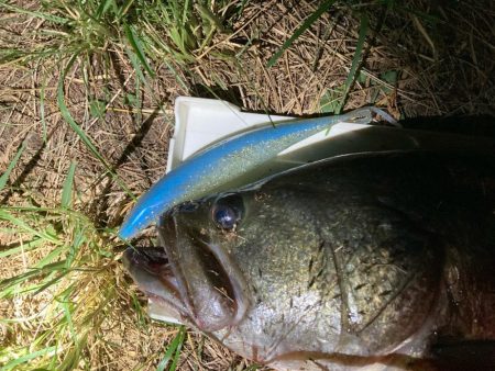 デカいワームでデカいバス