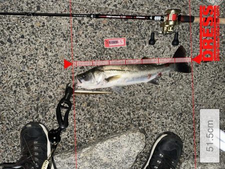 激戦区旧江戸川河口に挑んだっ!