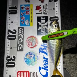 8月ラストアジング