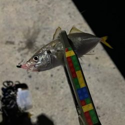 台風明け爆風アジング