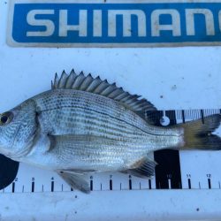 シロギスタ:ホワイト企業