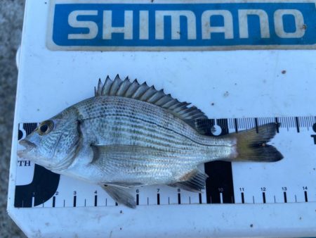 シロギスタ:ホワイト企業