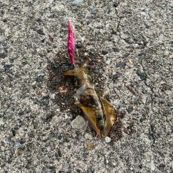 竹野ランガンエギング