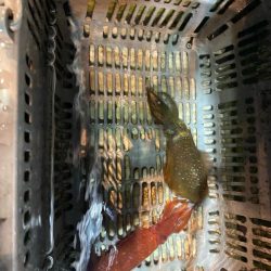 秋アオリスタート？